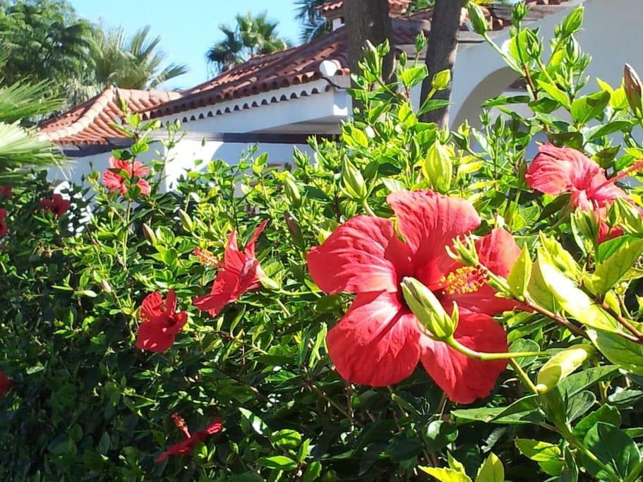 Bungalow The Eight Maspalomas (Gran Canaria) Exterior foto